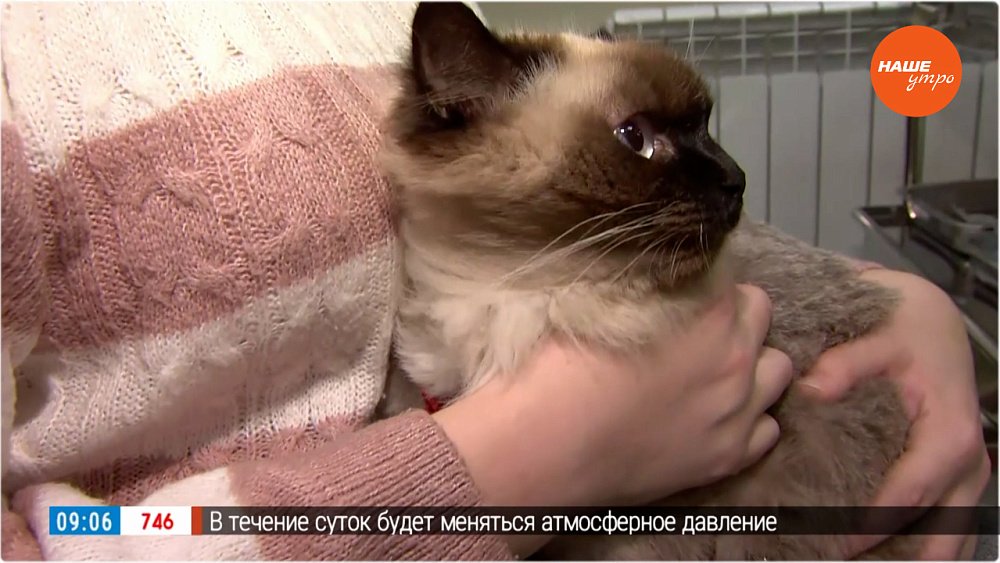 Бесплатная вакцинация от бешенства