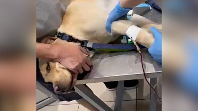 В Челябинской области раненой собаке сделали операцию и переливание крови
