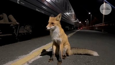 Лисицы из Южно-Уральского природного заповедника встречают пассажиров поездов