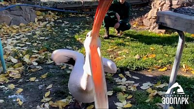 В Челябинском зоопарке пеликаны любят обниматься