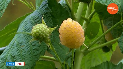 Малина мечты – жёлтая, сладкая, поздняя в рубрике «Руки садовода»