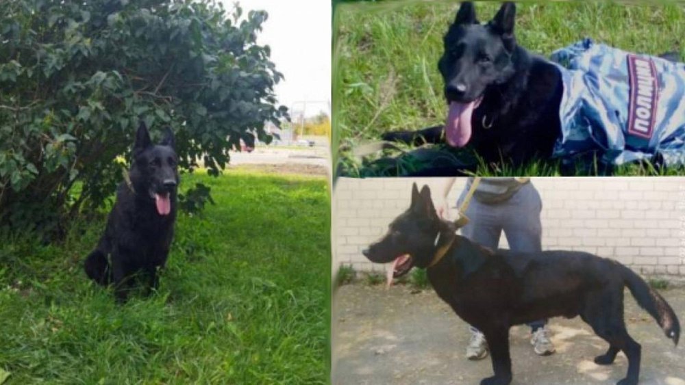 В Челябинске кинологи проводили на пенсию служебного пса