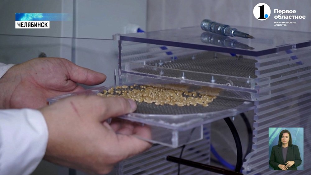 Дожди нипочём! Учёные ЮУрГУ спасут урожай от плесени