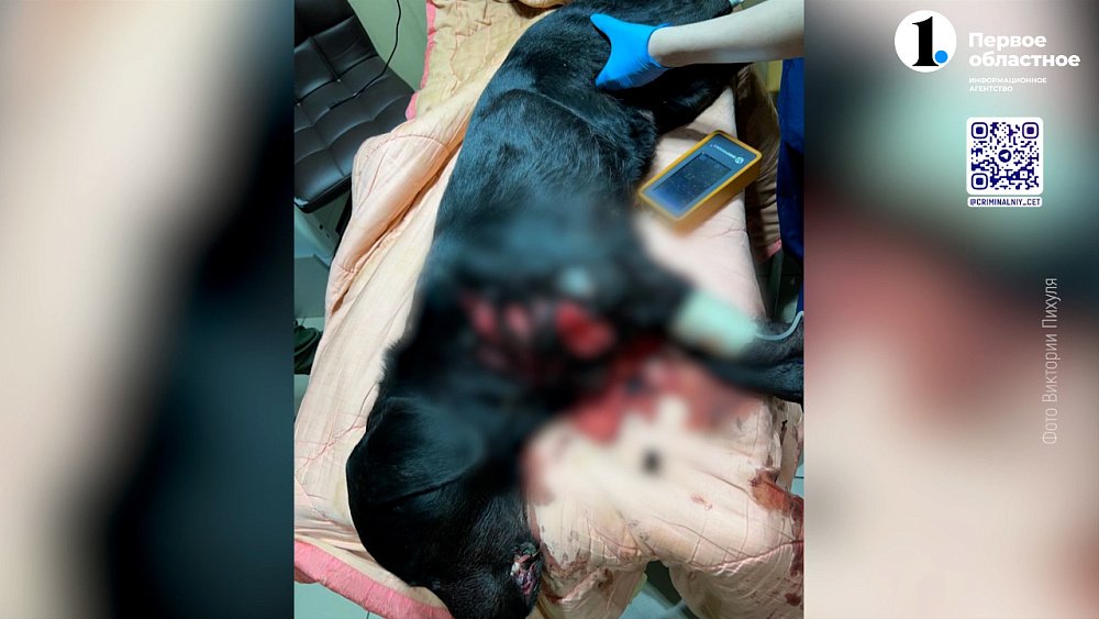 В Коркино мужчина изрезал собаку газонокосилкой