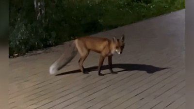 В Копейске лисица прогулялась по парку Победы