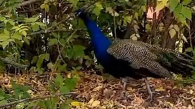 В Миассе школьники нашли павлина в кустах