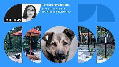 Эксперимент не удался. Как я сдавала бродячих собак из центра Челябинска в приют