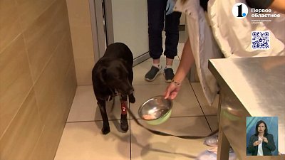 В Коркино мужчина изрезал собаку газонокосилкой