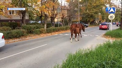 Лошади гуляют по Миассу