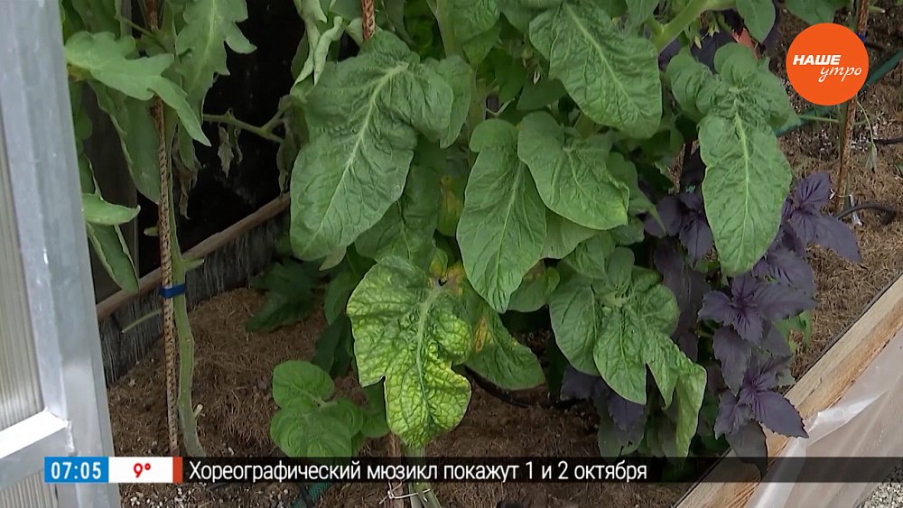 Как подготовить малину к зимнему периоду?