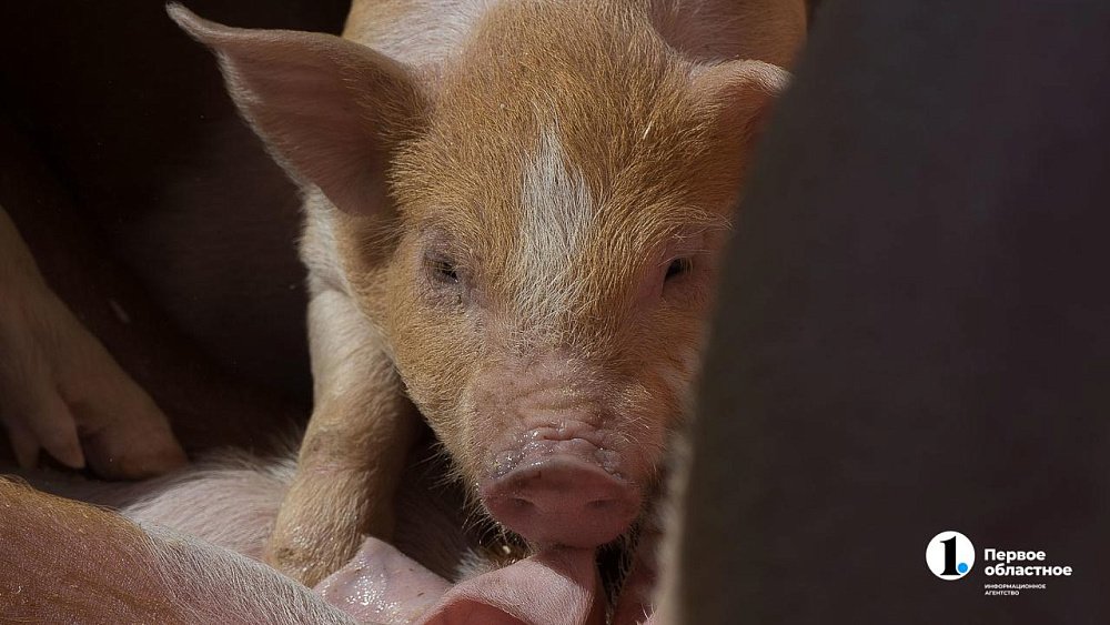 В Челябинской области ищут воспитателя поросят