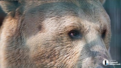 В нацпарке «Зигальга» дикий медведь вышел к инспекторам