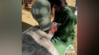 В Челябинском зоопарке индюшка Злата обнимается с кипером