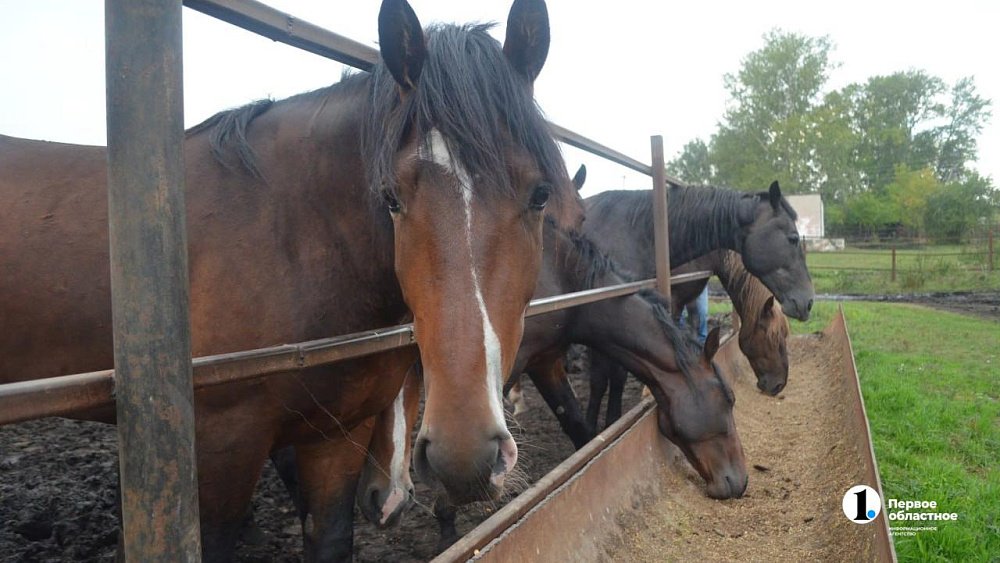 В Магнитогорске запустили курсы иппотерапии для приемных семей