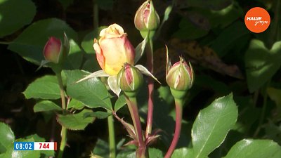 Зимовка роз в рубрике «Руки садовода»