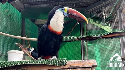 В Челябинском зоопарке туканы скоро переедут в теплый вольер