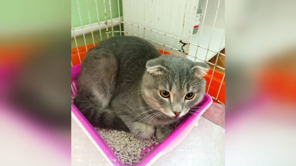 Пьяный житель Кусы выбросил кота с пятого этажа