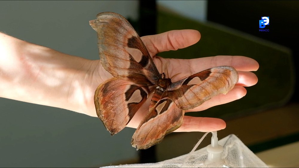 Жительница Миасса разводит бабочек у себя дома