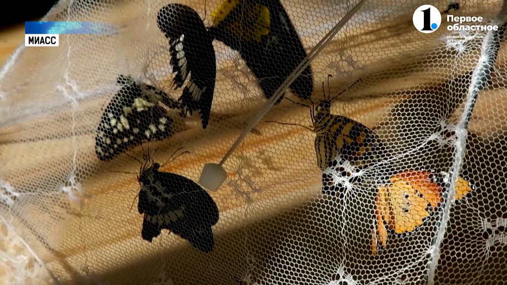 Жительница Миасса создала домашний бабочкарий