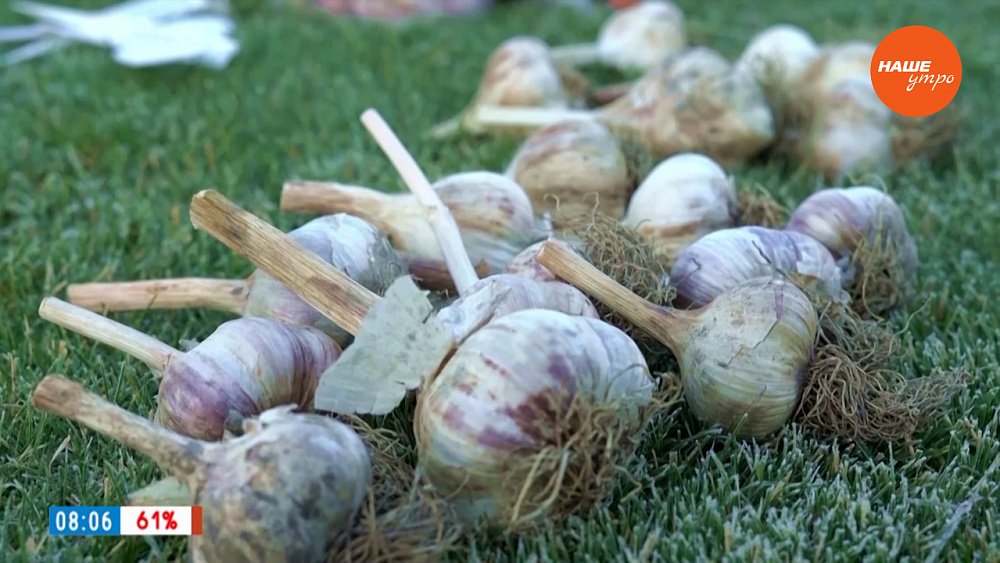 В октябре сажаем озимый чеснок. Советы по посадке в рубрике «Руки садовода»