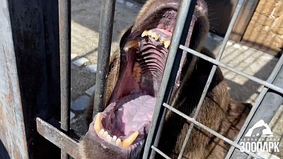 В Челябинском зоопарке показали завтраки бурых медведей