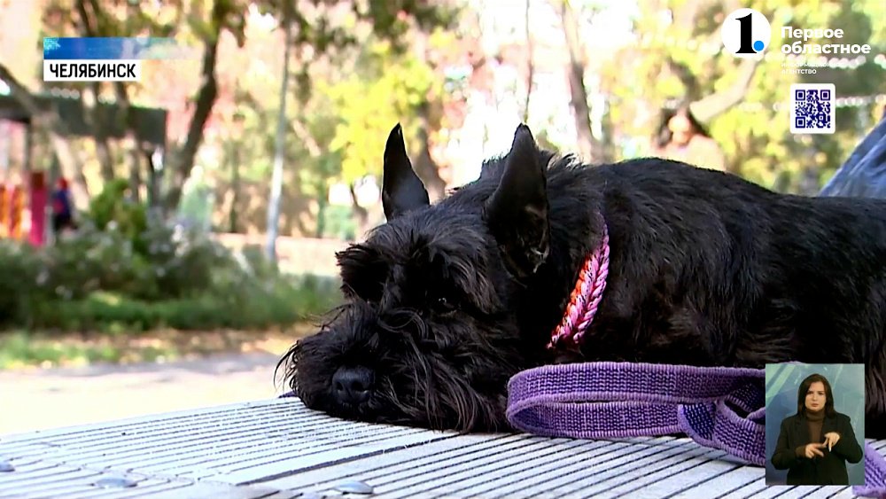 Маленькая – значит безобидная? Учим своих четверолапых любимцев вести себя прилично