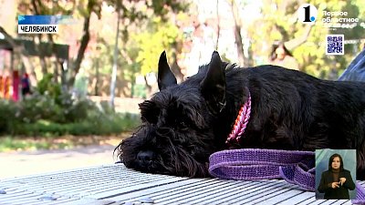 Маленькая – значит безобидная? Учим своих четверолапых любимцев вести себя прилично