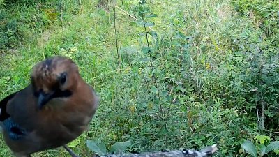 В нацпарке «Таганай» сойка попала в объектив фотоловушки