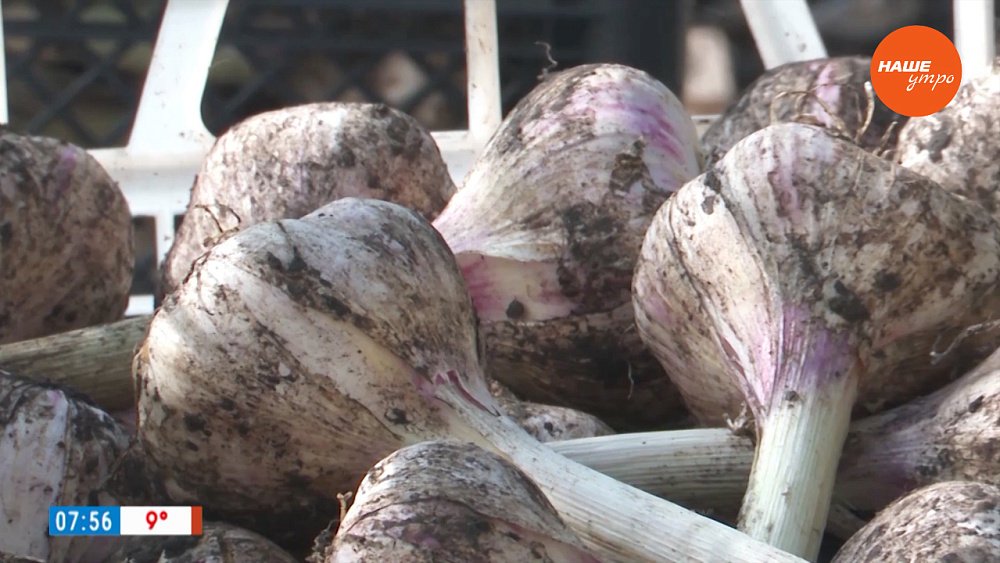 Этот чеснок хранится больше года в рубрике «Руки садовода»