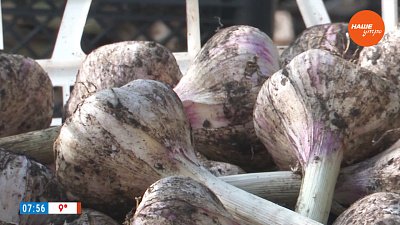 Этот чеснок хранится больше года в рубрике «Руки садовода»