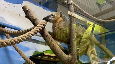 В Челябинском зоопарке носухи переехали в теплые вольеры