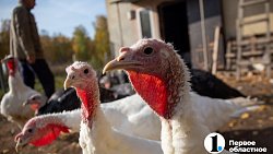 Директор из Челябинска бросила мегаполис и развела перепелов в деревне