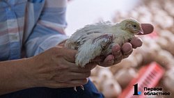 Директор из Челябинска бросила мегаполис и развела перепелов в деревне