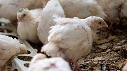 Директор из Челябинска бросила мегаполис и развела перепелов в деревне