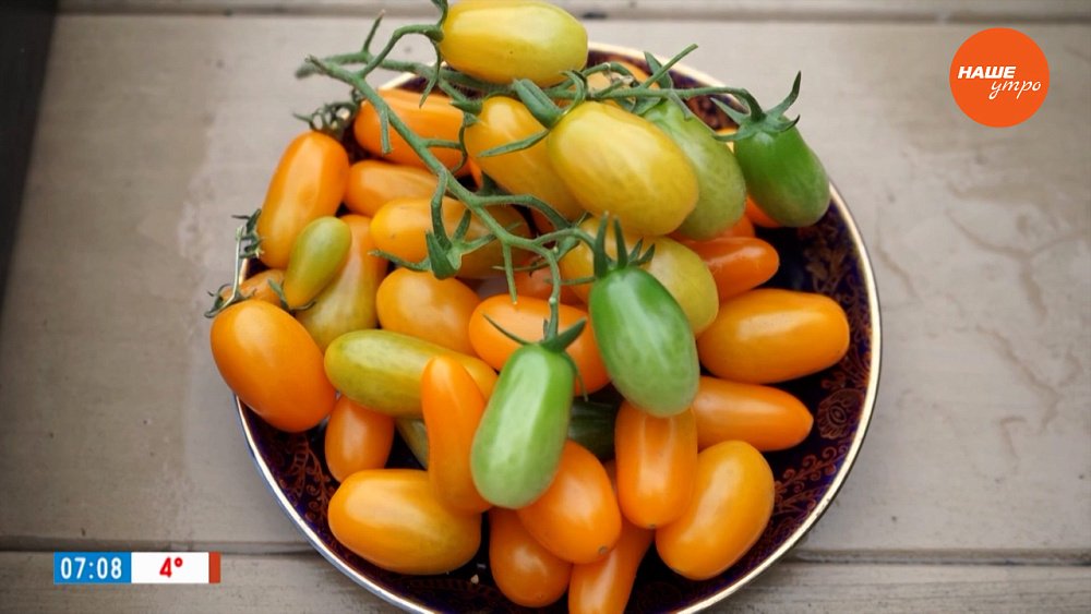 Эти помидоры слаще конфет в рубрике «Руки садовода»