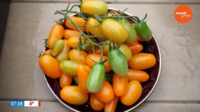 Эти помидоры слаще конфет в рубрике «Руки садовода»