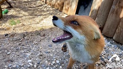 В Челябинском зоопарке сняли разговор лисиц