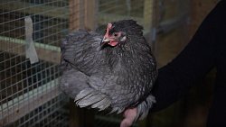 Житель Челябинской области держит во дворе 1,5 тысячи экзотических птиц