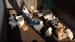 Житель Челябинской области держит во дворе 1,5 тысячи экзотических птиц