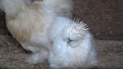 Житель Челябинской области держит во дворе 1,5 тысячи экзотических птиц