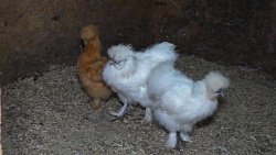 Житель Челябинской области держит во дворе 1,5 тысячи экзотических птиц