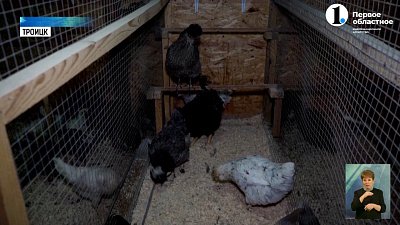 Житель Троицка разводит экзотических птиц