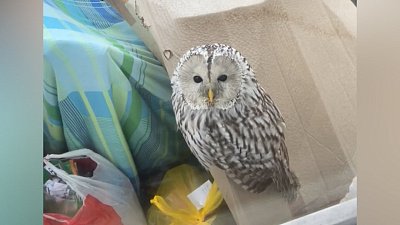 В Миассе сова облюбовала балкон жилого дома