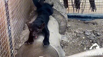 В Челябинском зоопарке рассказали о питомцах экспозиции «Соболиный ряд»