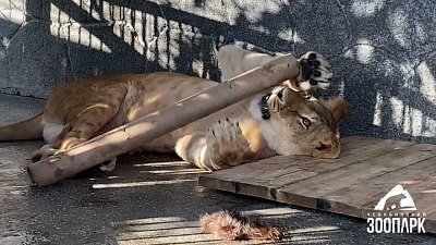 В Челябинском зоопарке львам подарили новую игрушку