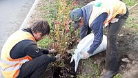 На челябинских улицах до конца октября высадят почти 17 тысяч кустарников