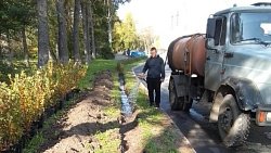 На челябинских улицах до конца октября высадят почти 17 тысяч кустарников