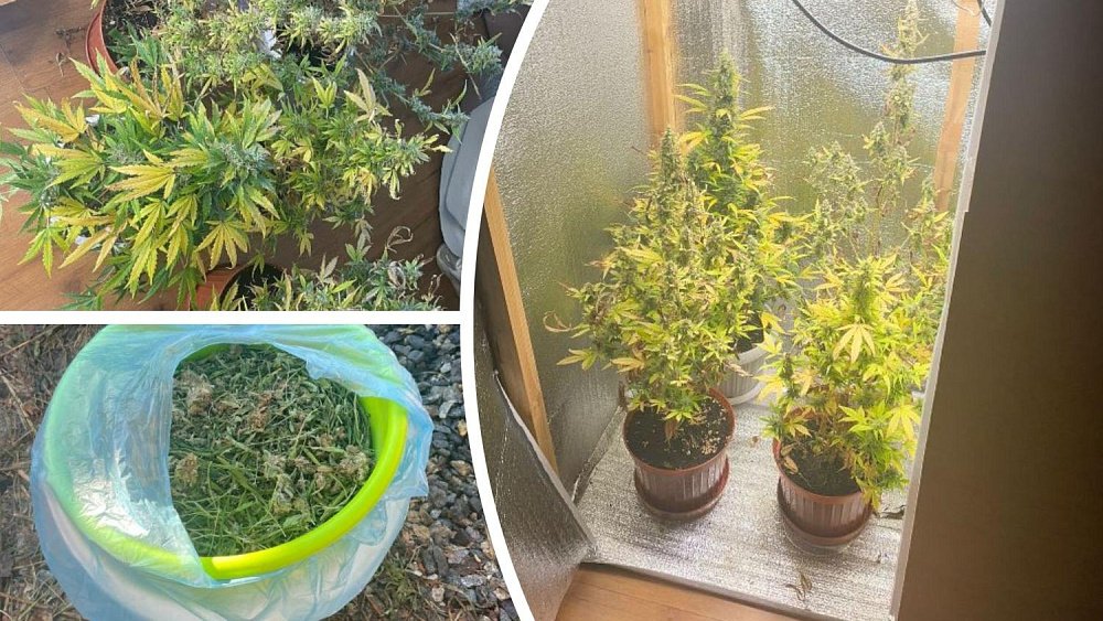 Южноуралец оборудовал дом под оранжерею для выращивания конопли