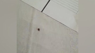 В Челябинске пациенты больницы пожаловались на клопов