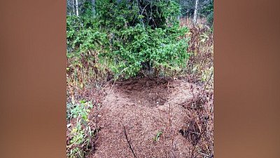 Южноуральцы заметили лежанку медведя в муравейнике недалеко от села Тюлюк